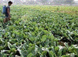 El cambio climático disminuirá los alimentos en el mundo