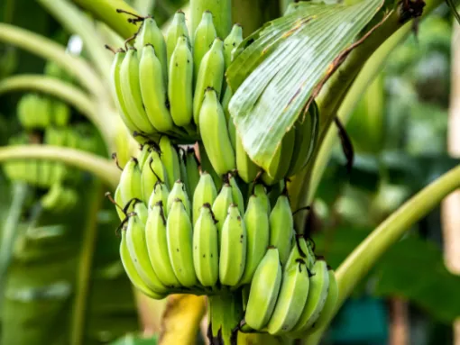 El Plátano Verde Macho: Estrella de la Nueva Gastronomía Iberoamericana