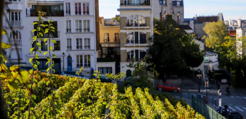 Montmartre: el viñedo que late en el corazón de París viñedo en París