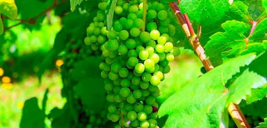 Descubrir Portugal a través de sus vinos Descubrir Portugal a través de sus vinos