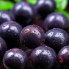 açaí
