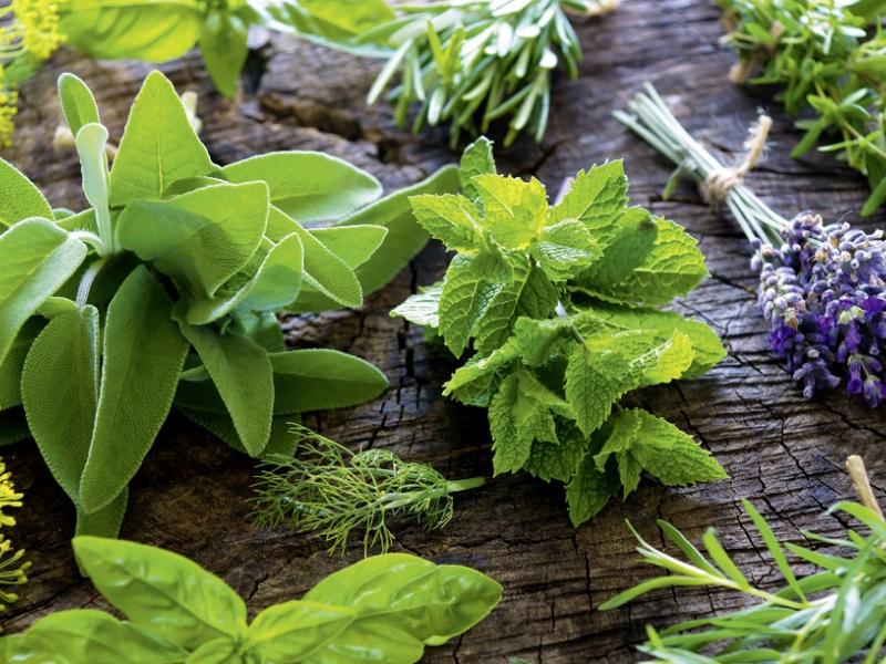 Plantas aromáticas