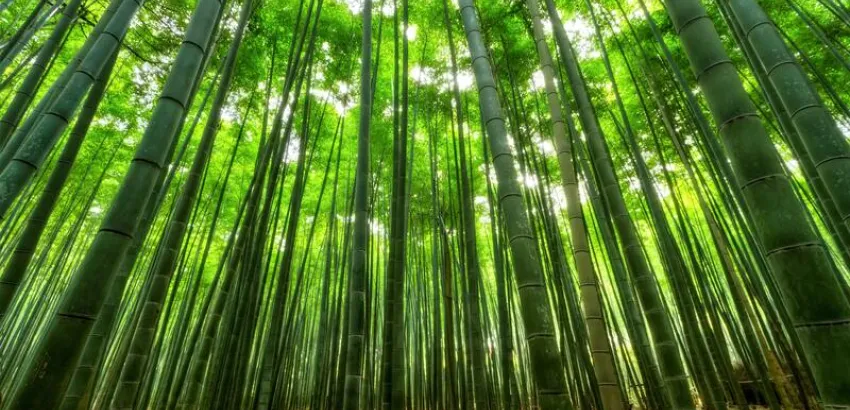 Bambu