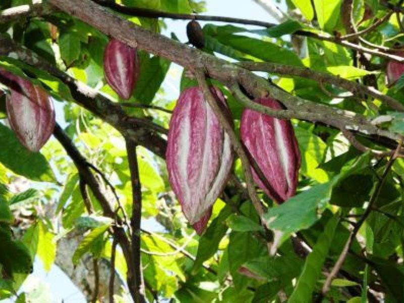 Las variedades del cacao y su desarrollo en Cuba