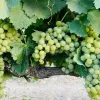 uva garrido fino