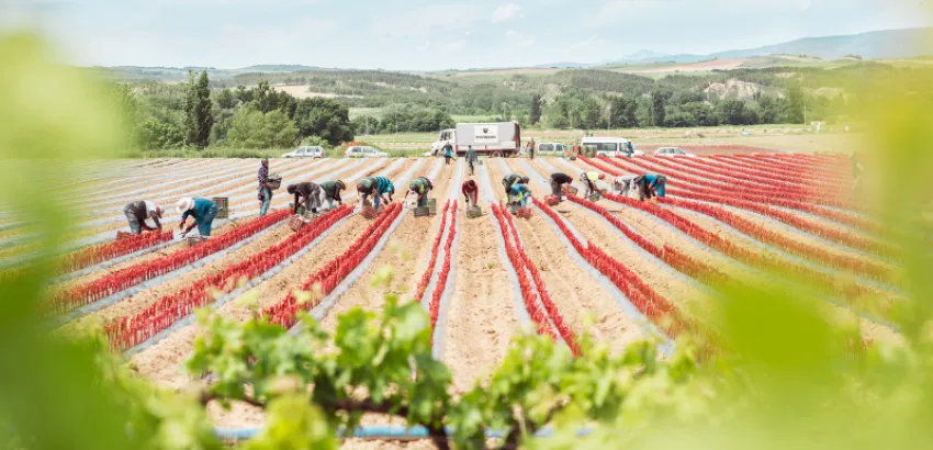 vitis navarra