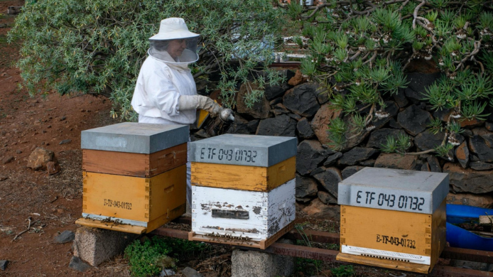 Apicultora trabajando junto a colmenas en un entorno natural de Tenerife, imagen representativa de la producción artesanal de miel y el vínculo entre biodiversidad y gastronomía.