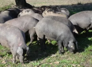 Jabugo, referente gastronómico