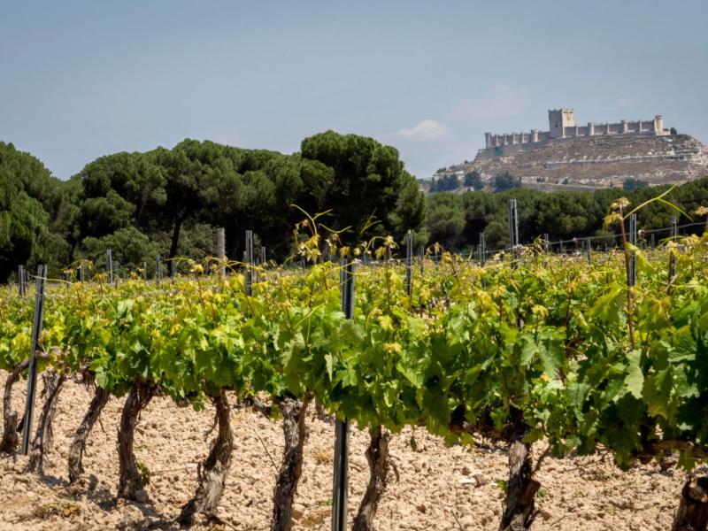 Milla de Oro del Vino / Provincia de Valladolid,
