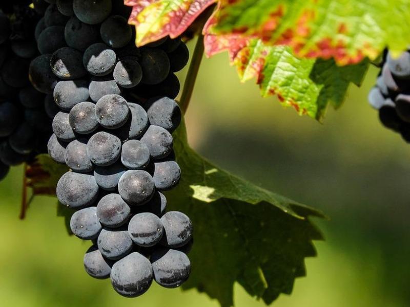 viñedo