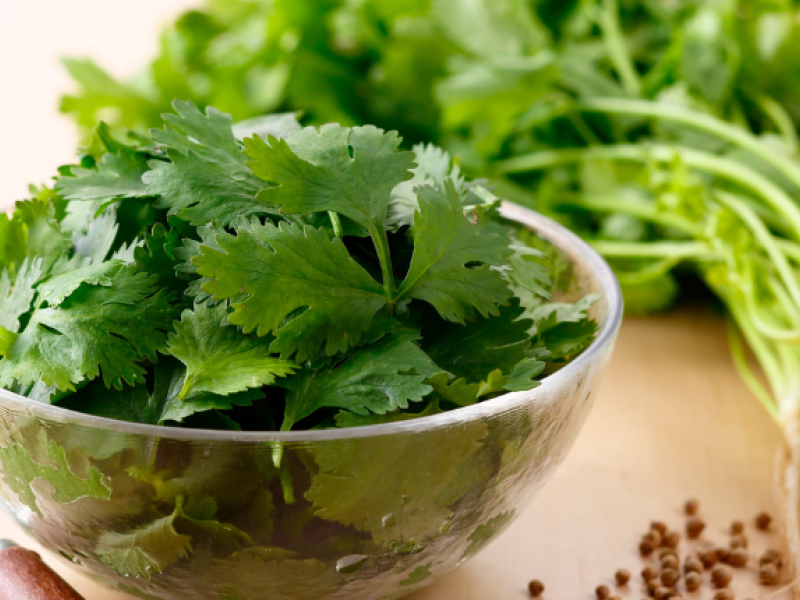 Cilantro