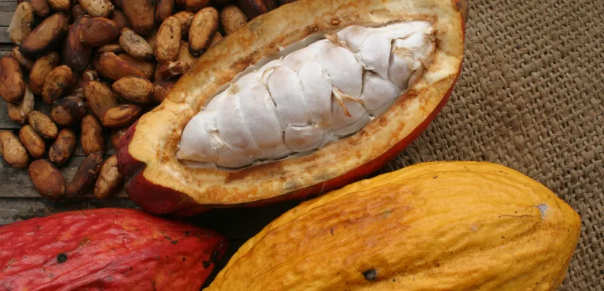 Cristóbal Colón fue el primer español que probó la “cerveza” de cacao Cristóbal Colón fue el primer español que probó la “cerveza” de cacao