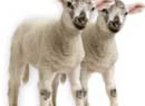 Parlamento europeo exige prohibir alimentos procedentes de animales clonados