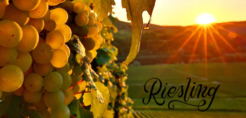 riesling