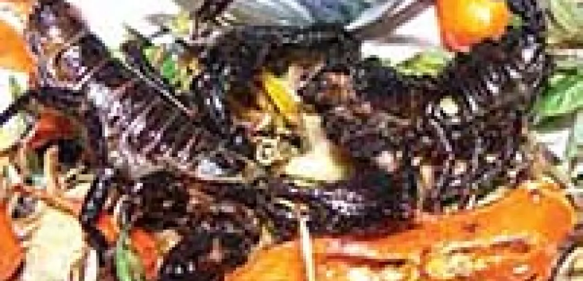 Fogones Exóticos para chefs atrevidos Fogones Exóticos para chefs atrevidos