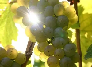 ¿Uvas gourmet?