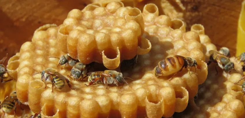 Miel de abeja melipona Miel de abeja melipona