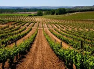 Ruta del Vino Ribera del Duero se adhiere a la campaña #Winelovers35 que busca atraer al público joven