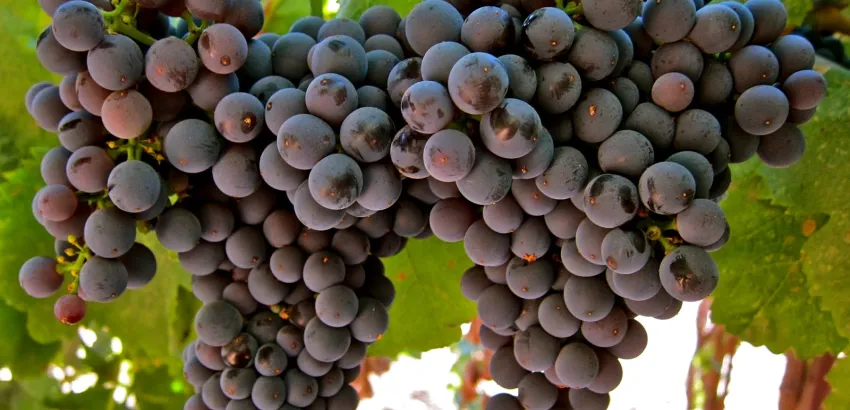 Uva tannat Uva tannat