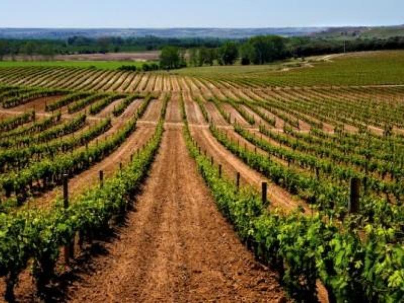 Ruta del Vino Ribera del Duero se adhiere a la campaña #Winelovers35 que busca atraer al público joven