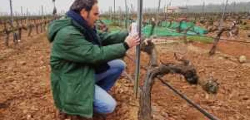 Estudio realizado en CICYTEX concluye que de los viñedos extremeños de regadío es posible obtener buenas producciones Estudio realizado en CICYTEX concluye que de los viñedos extremeños de regadío es posible obtener buenas producciones