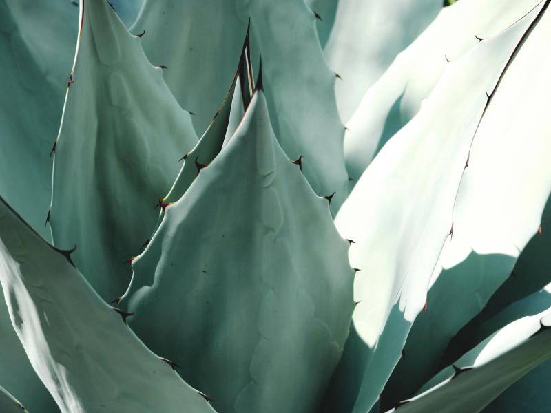 Plantas mexicanas
