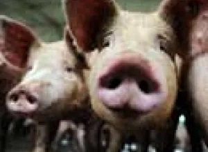 Crean carne de cerdo artificial