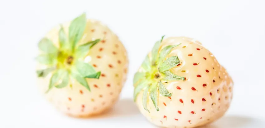 frutilla 