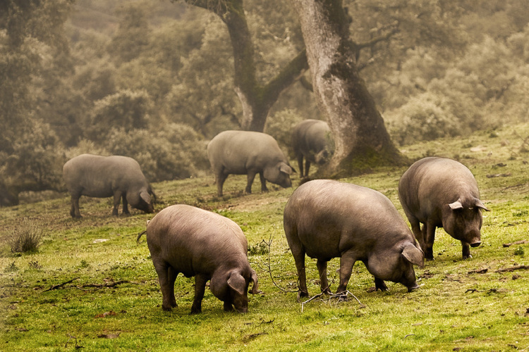 El jamón ibérico puro de bellota es un producto que requiere un proceso de elaboración minucioso. (D.O. Guijuelo)