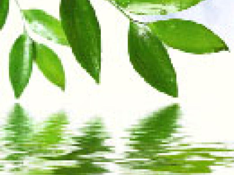 Presentan exposición virtual sobre el aceite de oliva