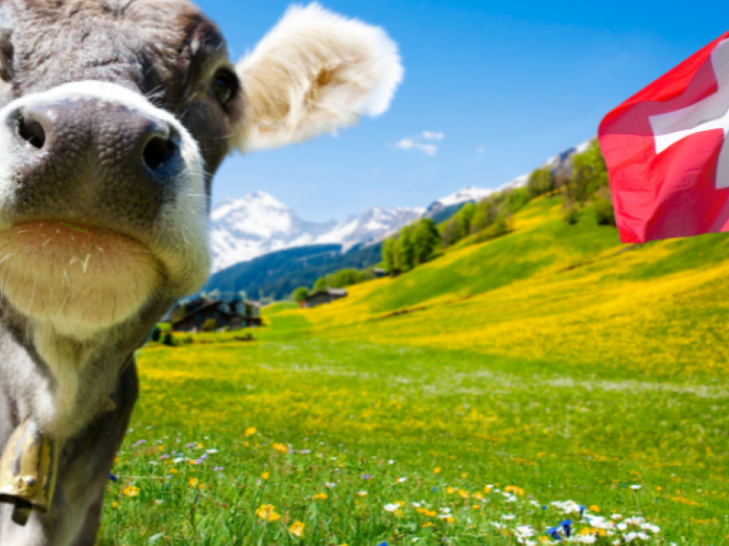 queso suizo vaca