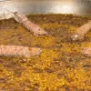arroz de galera