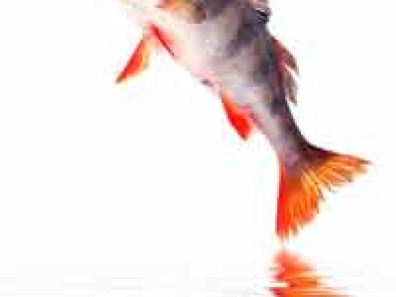 Francia agota sus reservas de pesca nacional