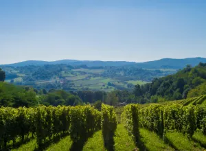 vinos-eslavonia-croacia