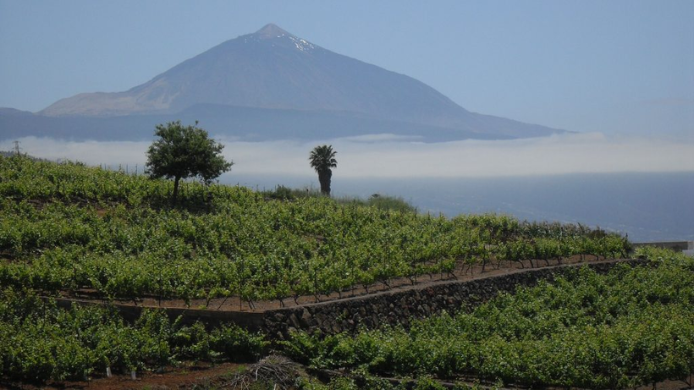 viñedos en Tenerife denominaciones de origen vino España