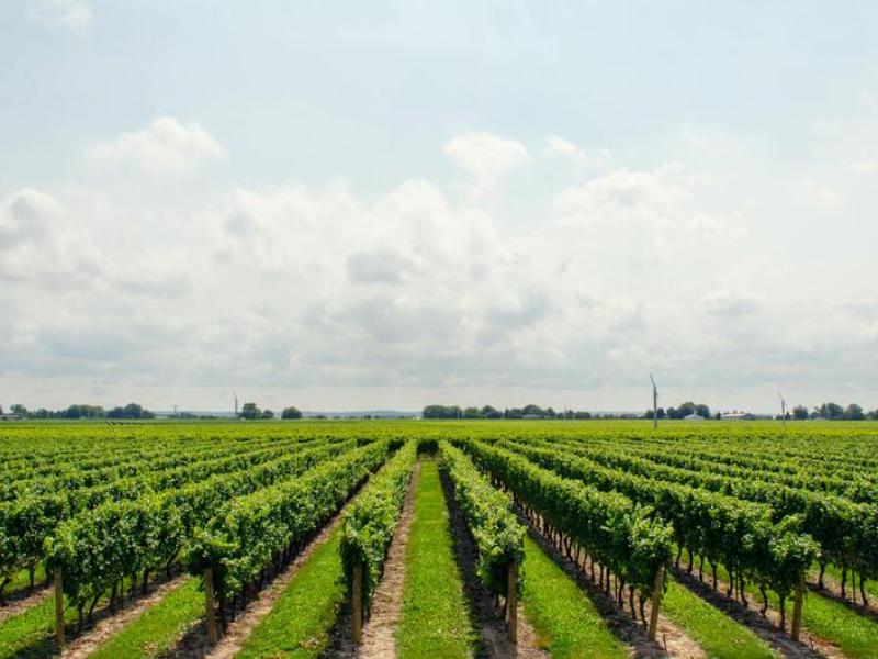 Viñedos