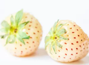 frutilla 