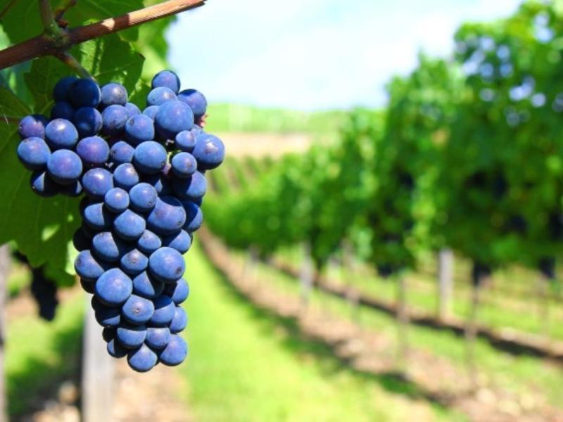 malbec