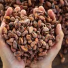 beneficios del cacao