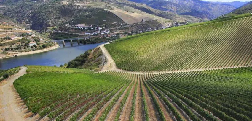 Ribera del Duero