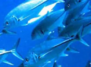 Introducir pescado azul en la dieta de los jóvenes reduce la prevalencia de enfermedades cardiovasculares y metabólicas