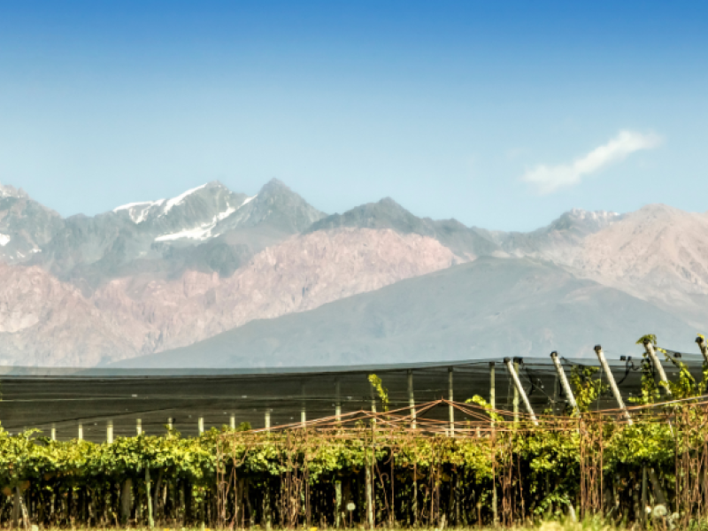 Viñedos