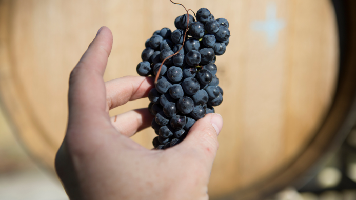 Mano sosteniendo un racimo de uvas Pinot Noir maduras frente a una barrica de madera en una bodega.