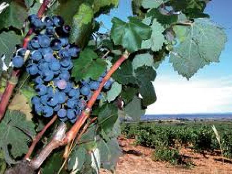 FENAVIN entregará Premios de Enoturismo ‘Rutas del Vino de España’
