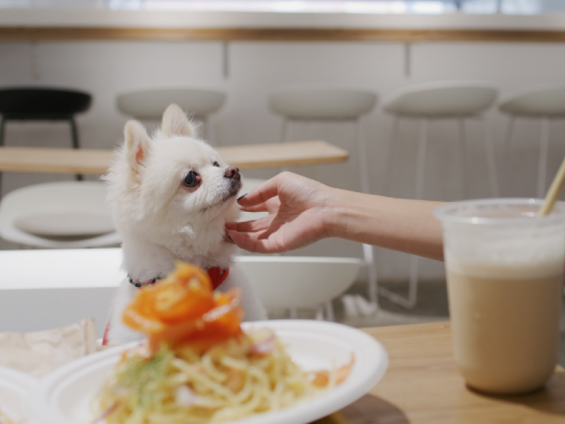 perro en un restaurante pet-friendly
