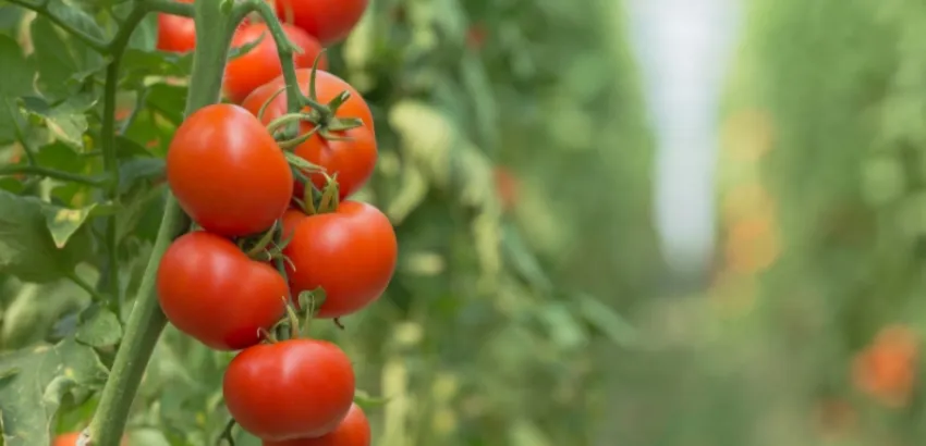 tomate-corea