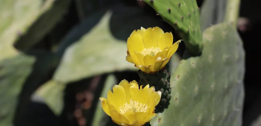 nopal