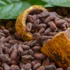 cacao