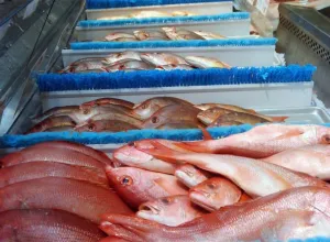 Las especies de peces más grandes son las más vulnerables y amenazadas por la sobrepesca
