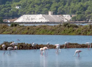 Sal de Ibiza recolectada en Salines de Ibiza